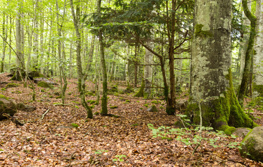 Untouched forest with beech, important habitat for many animals