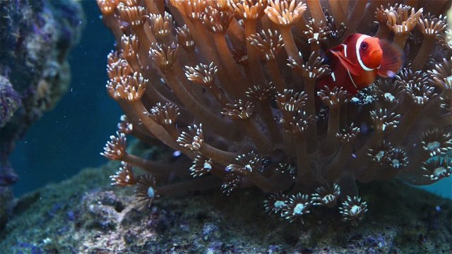 a tripical fish playing in coral