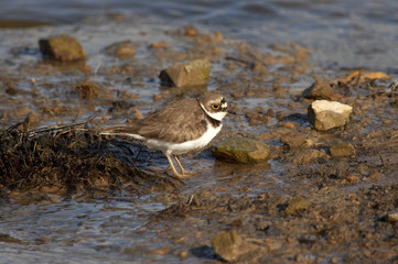 Little Ringed Plover - Charadrius dubius
