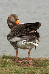 Greylag Goose - Anser anser