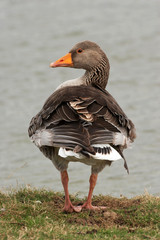 Greylag Goose - Anser anser