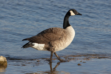 Canada Goose - Branta canadensis