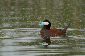 Ruddy Duck - Oxyura jamaicensis