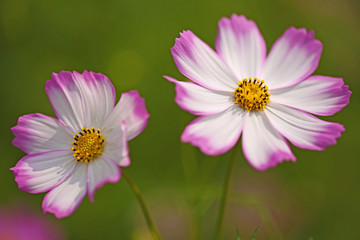 Obraz premium コスモス