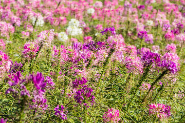 Pink And White Spider flower(Cleome hassleriana) in the garden