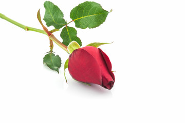 Fototapeta premium Red rose.