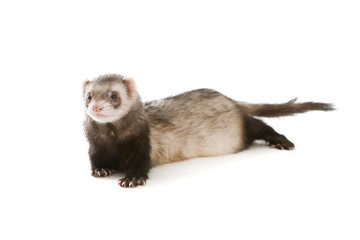 Ferret  isolated