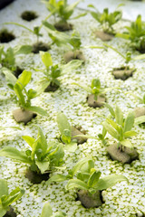 Young Garland Chrysanthemum glow in hydroponics system