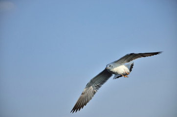 Seagull of sky