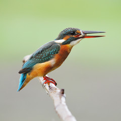 female Common Kingfisher