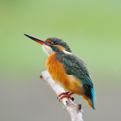 female Common Kingfisher