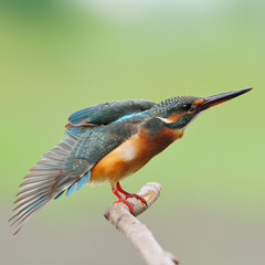 female Common Kingfisher