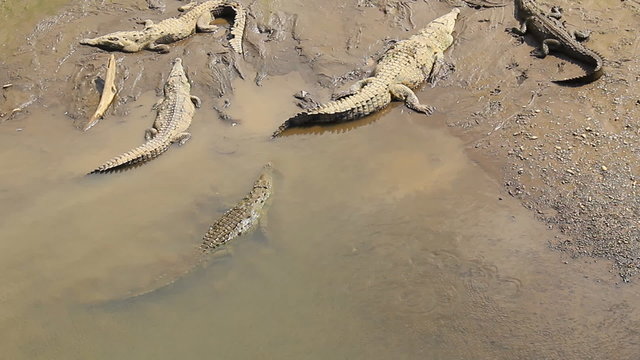 American Crocodile 3