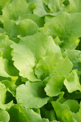 Lettuce grow in hydroponics system