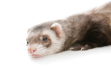 Ferret  isolated