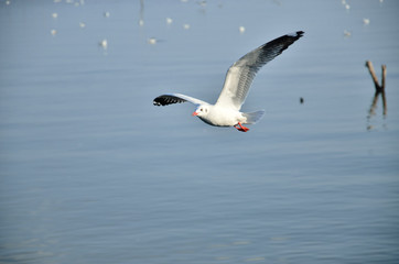 Fototapeta na wymiar Scenic of seagull