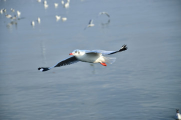 Seagull fly on sea thailand