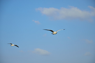 seagull of blue sky