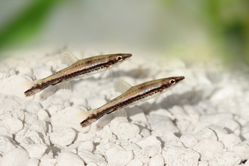 Black stripe pencilfish Nannostomus pencil fish