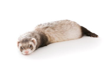 Ferret  isolated