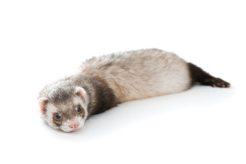 Ferret  isolated