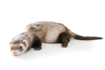 Ferret  isolated