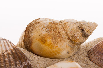 Wellhornschneckenhaus auf Sand vor weissem Hintergrund