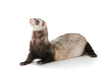 Ferret  isolated
