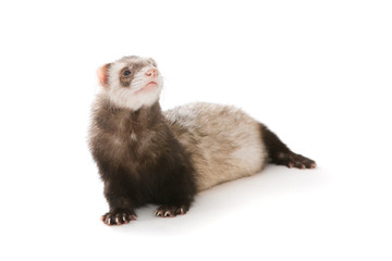 Ferret  isolated