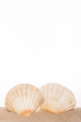 Jacobsmuschel im Sand vor weissem Hintergrund