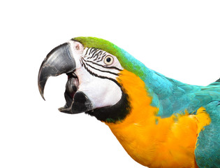 Screaming Blue and Gold Macaw