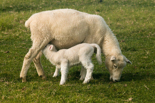 ewe with suckling lamb