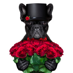 valentines groom dog