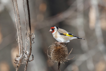 Jilguero sobre cardo. Carduelis carduelis.