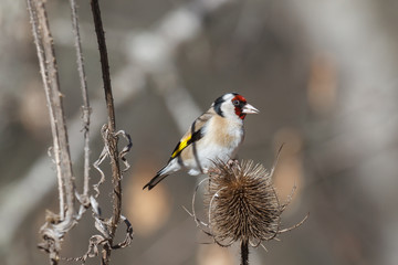Jilguero sobre cardo. Carduelis carduelis.