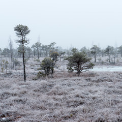snowy landscape in frosty winter bog