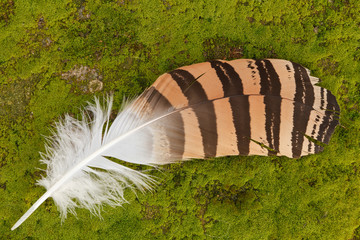 Pluma de Avutarda. Otis tarda.
