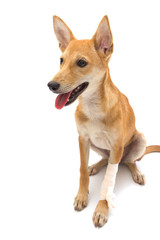 Elastic bandage on puppy's leg