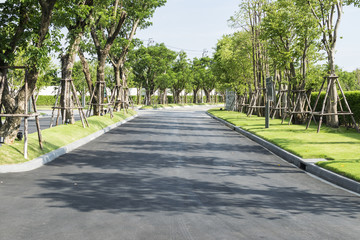 road among the fresh green of spring foliage
