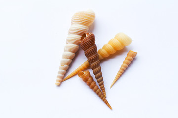 all shell