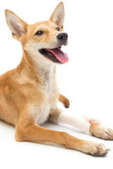 Elastic bandage on puppy's leg - 76880292