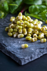 Mung bean sprouts on dark background