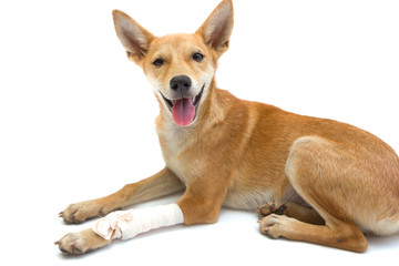 Elastic bandage on puppy's leg - 76881840