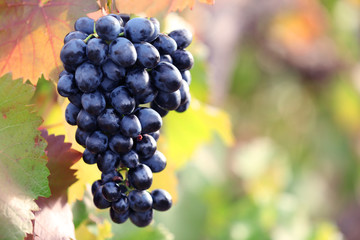Bunches of ripe grape on plantation closeup