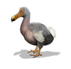 Dodo © nicolasprimola