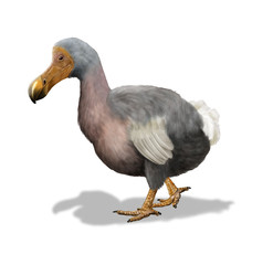Dodo © nicolasprimola
