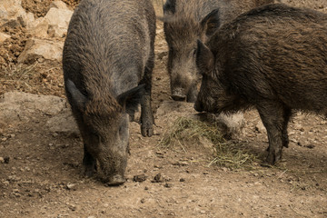 Fototapeta premium Wild pigs