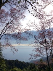 Fototapeta premium Thai sakura with sky background