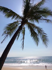 coconut tree at the beach