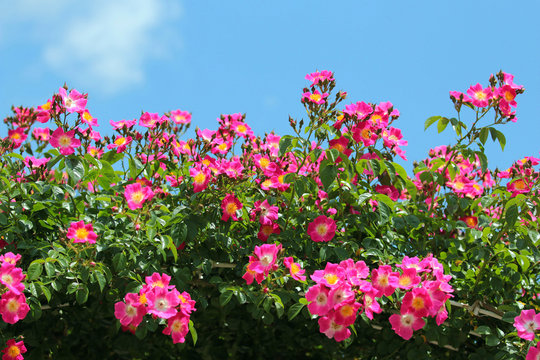 蔓薔薇 Images Browse 91 Stock Photos Vectors And Video Adobe Stock